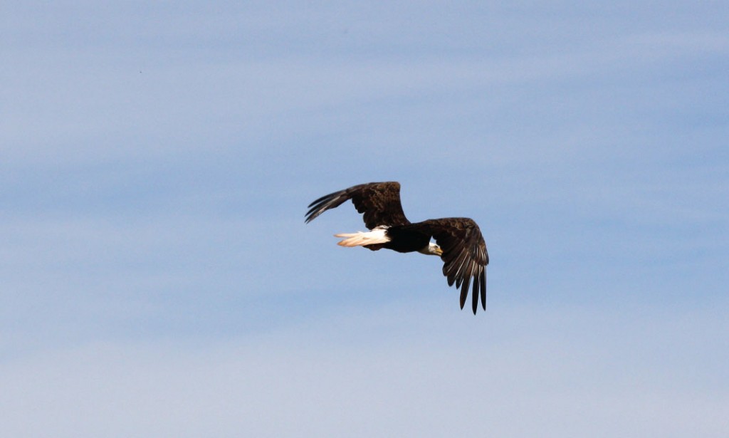 A bald eagle soars over the Upper St. John River region of New Brunswick.
